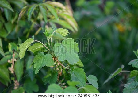 Raspberry Leaves In Garden In Sinset In Summer