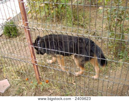Catturato 20061123 00013