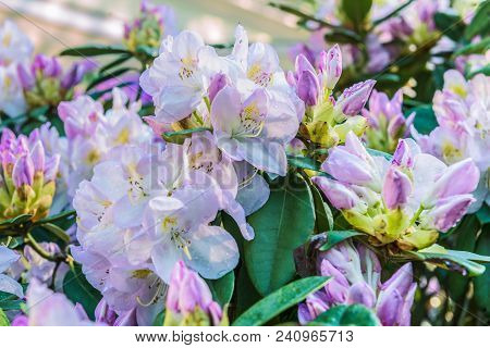 Natural Flower Background. Amazing View Of Colorful Rododendron Blooming In The Garden Under Sunligh
