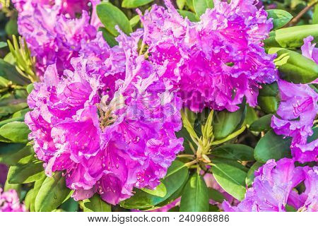 Natural Flower Background. Amazing View Of Colorful Rododendron Blooming In The Garden Under Sunligh