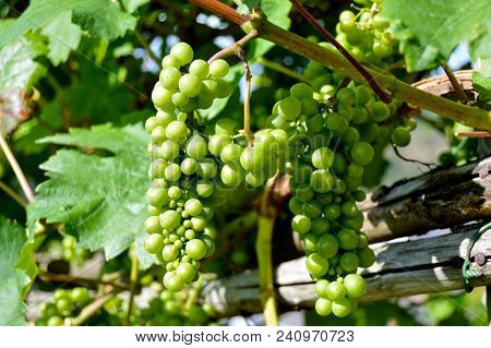 Henkel Grapes. Closing The Vine Of The Vineyard. Healthy Food And Life In Every Cell. Green Plant Li