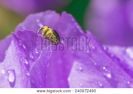 Weevil Insect Closeup On Violet Background Macro Irises