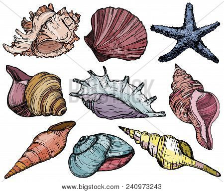Vector Set With Seashells And Starfish, Sea Mollusk And Fish