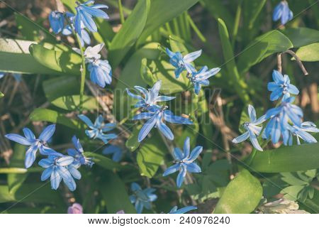 Spring Blossoming Gently Blue Snowdrops In The Sunlight Close-up.