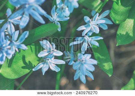 Spring Blossoming Gently Blue Snowdrops In The Sunlight Close-up.