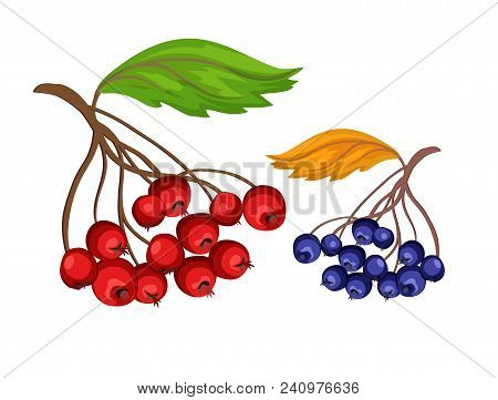 Sketch Rowanberry And Blueberry Bushes On Branch With Green And Orange Leaves. Autumn And Harvest Sy