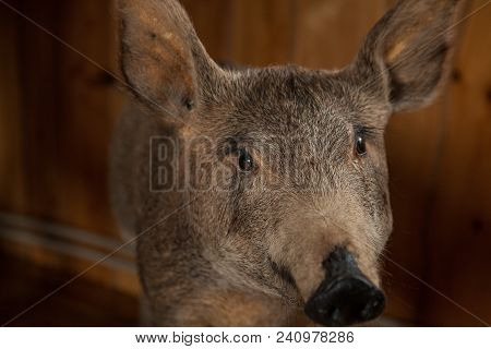 Stuffed Wild Boar's Head With A Grinning Mouth. Stuffed Wild Boar's Head With A Grinning Mouth