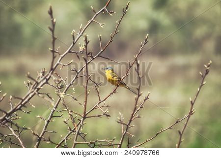 Yellow Wagtail Motacilla Flava In Spring On The Branches Of A Tree.