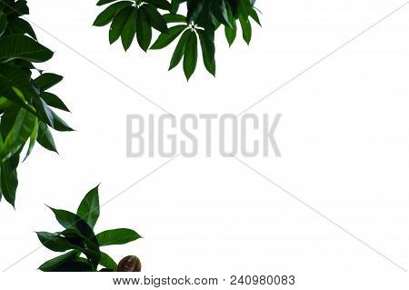 Tropical Tree Leaves With Branches On White Isolated Background For Green Foliage Pattern
