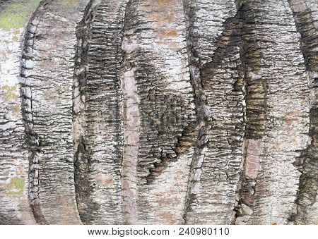 Abstract Macro Bark Textures, Bark Background, Natural Textures