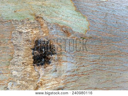 Abstract Macro Bark Textures, Bark Background, Natural Textures