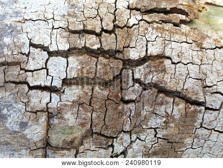 Abstract Macro Bark Textures, Bark Background, Natural Textures