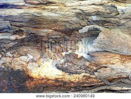 Abstract Macro Bark Textures, Bark Background, Natural Textures