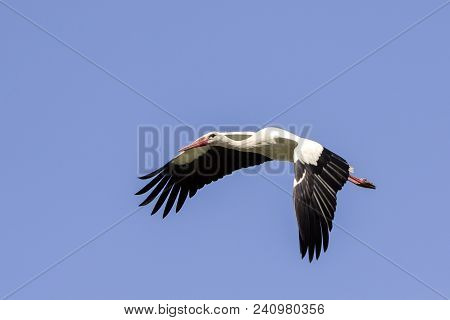 Elegant Beautiful White Stork Bird With Spread Wings, Black Tail And Long Legs Flying High In The Cl