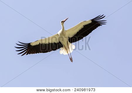 Elegant Beautiful White Stork Bird With Spread Wings, Black Tail And Long Legs Flying High In The Cl
