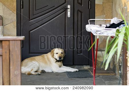 Big Light Yellow Brown Dog Labrador- Retriever Lies In Front Of The Closed House Door Looking Sadly 