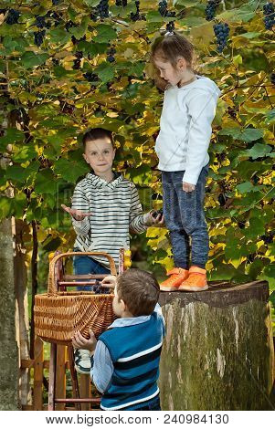 Children Tear Grapes In The Fall
