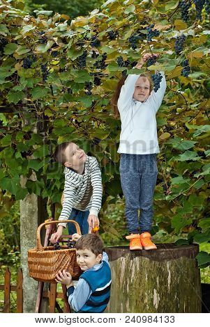 Children Tear Grapes In The Fall