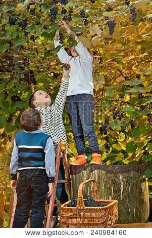 Children Tear Grapes In The Fall