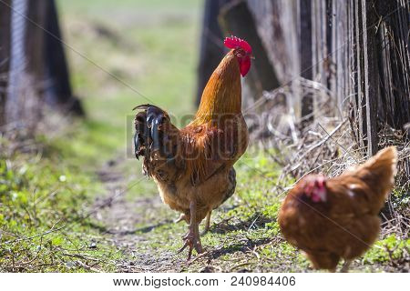 Close-up Of Big Beautiful Red Well Fed Rooster Proudly Guarding Flock Of Hens Feeding In Green Grass
