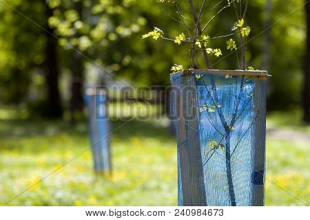 Beautiful View Of Row Of Young Green Saplings Trees With Blue Plastic Protective Hedge On Bright Sun