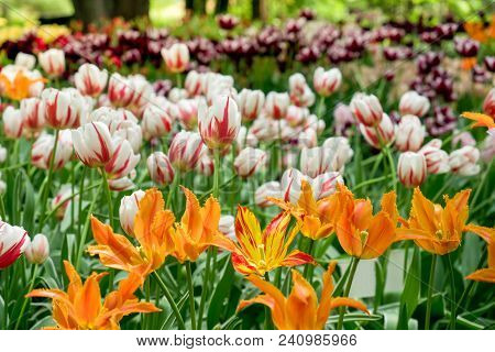 Colorful Tulips Flowers Blooming In A Garden