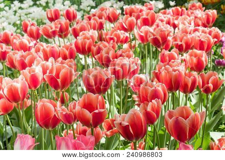 Colorful Tulips Flowers Blooming In A Garden