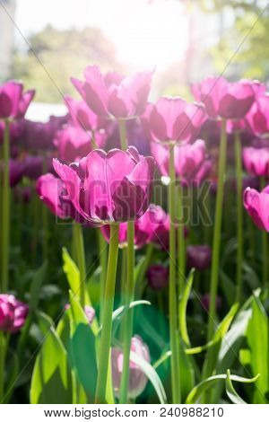 Colorful Tulips Flowers Blooming In A Garden