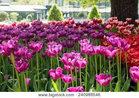 Colorful Tulips Flowers Blooming In A Garden