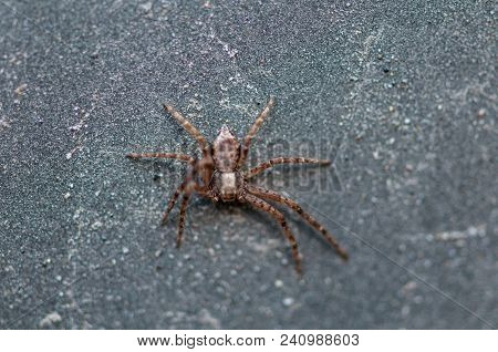 Close-up Of A Small Spider Resting On The Road