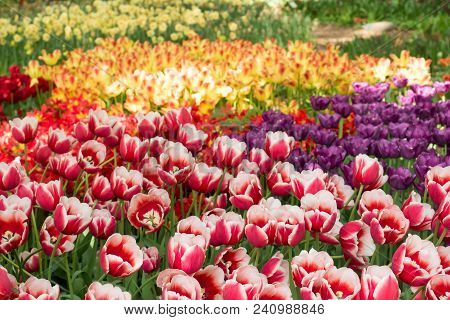 Colorful Tulips Flowers Blooming In A Garden