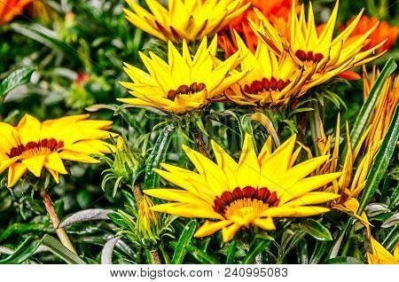 Floral Background - Yellow Flowering Gazania Delosperma With Buds (also Known As Treasure Flower)