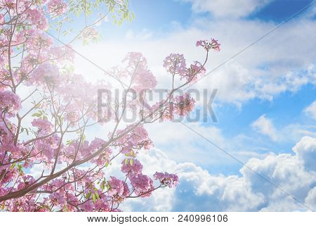 Tebebuia Flower (pink Trumpet) Blooming, Tabebuia Rosea On Blue Sky Background.
