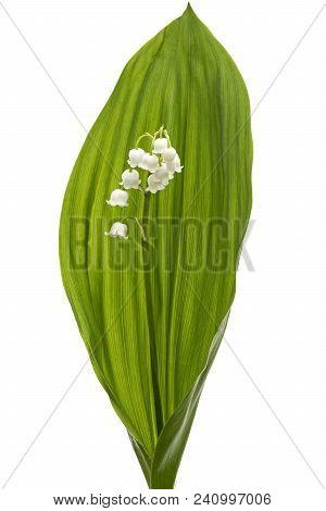 White Flower Of Lily Of The Valley, Lat. Convallaria Majalis, Isolated On White