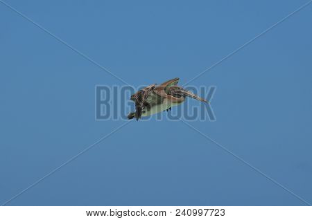 Large Beaked Pelican Glidding Through The Sky