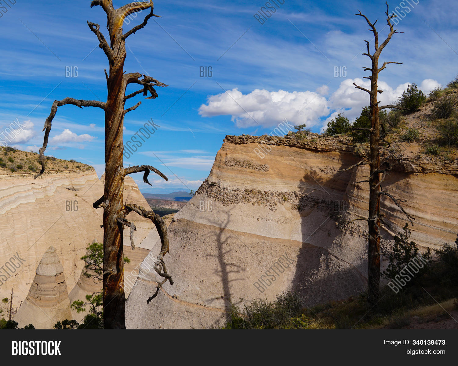 Barren Trees Stand Image & Photo (Free Trial) | Bigstock