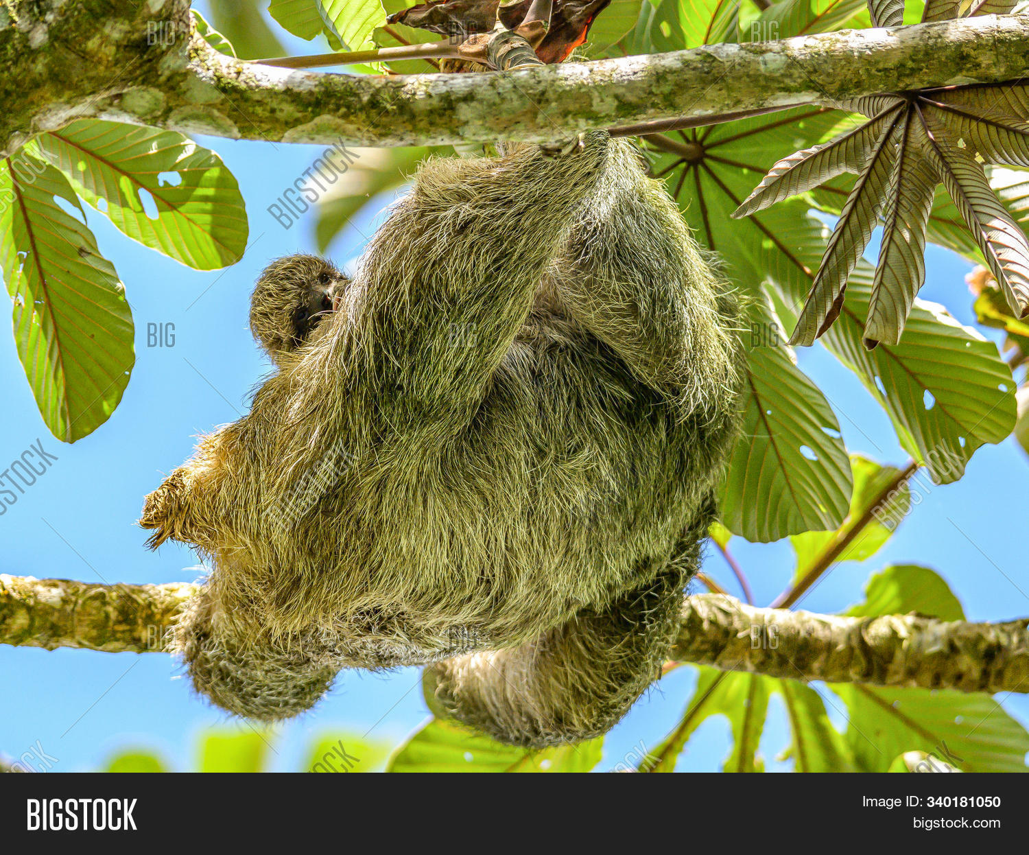 Brown Throated 3 Toed Image & Photo (Free Trial) | Bigstock