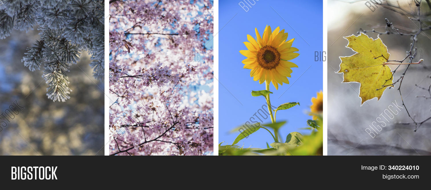 Collage Seasons . All Image & Photo (Free Trial) | Bigstock
