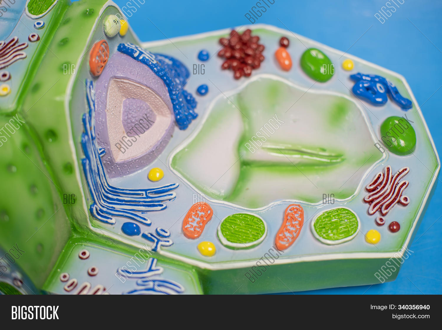 Model Plant Cell Image & Photo (Free Trial) | Bigstock