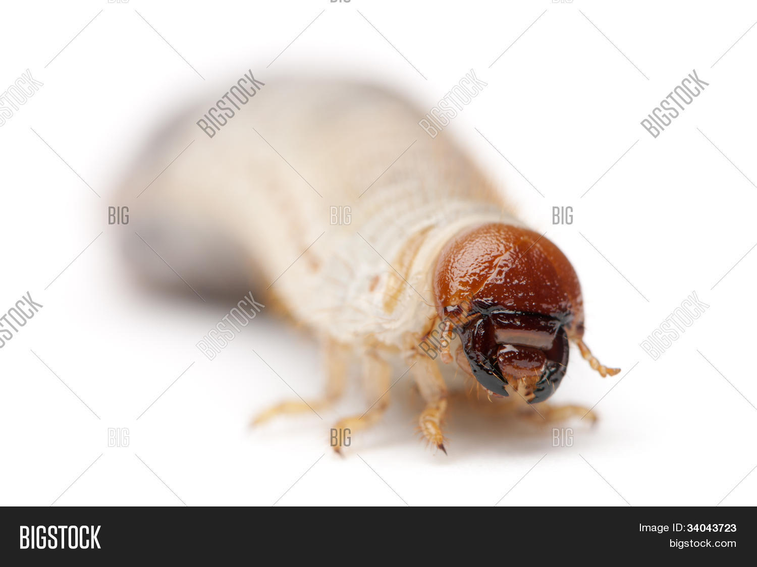 gusano fondo blanco