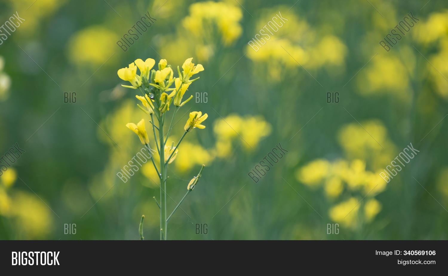 Mustard Plant Plant Image & Photo (Free Trial) Bigstock