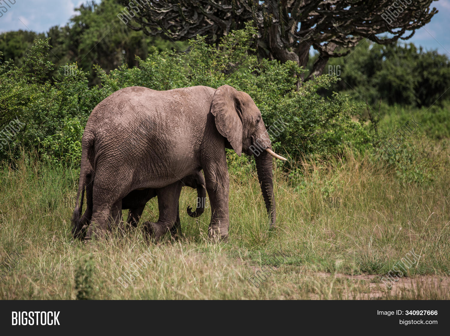 Elephant Hides Little Image & Photo (Free Trial) Bigstock
