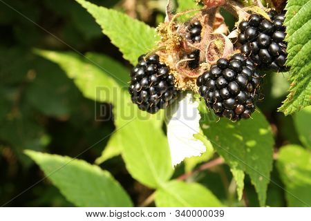 Close Up Picture Of Blackberies On Branch, Green Leaves As Background