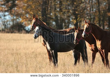 Horses sunrise sunset Nature background animal Nature background animal Nature colt foal pony Nature background animal Nature pet Horse animal Nature pet Nature pastrure Nature background pet animal Nature pet Nature stallion Nature mare Nature background