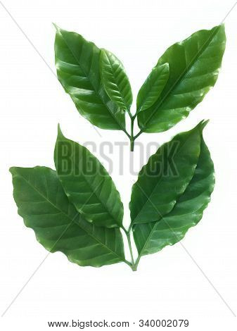 Coffee Raw Leaves Green On White Background