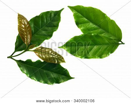 Coffee Leaf On White Background With Copy For Text.