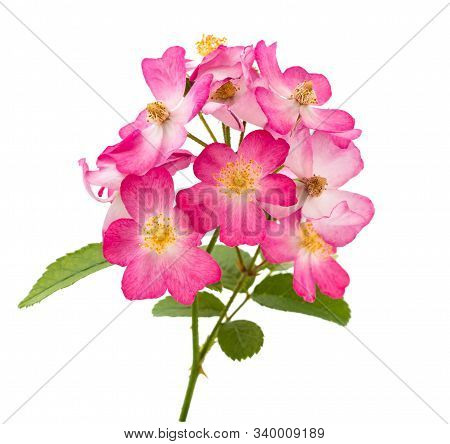 Dog Rose Flowers Isolated On White Background