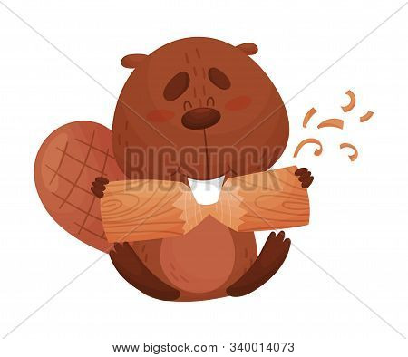 Funny Beaver Gnawing Log With His Front Teeth Vector Illustration