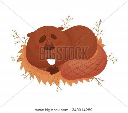 Funny Beaver Sleeping Curling Up On The Grass Vector Illustration