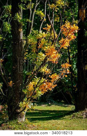 Beautiful Orange Coloured Leaves Of An Oak Tree In Bright Sunshine On A Sunny Autun Day